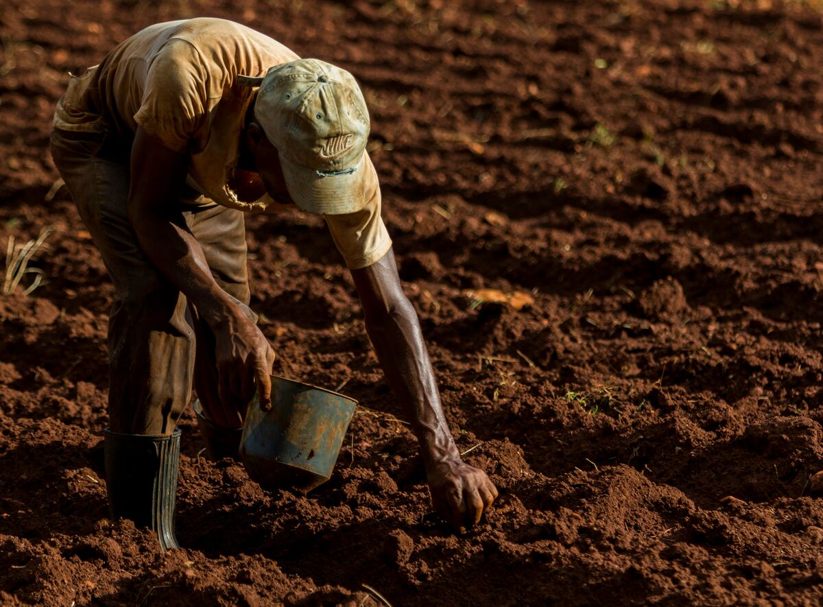 Nigerian farmers working in hibiscus fields