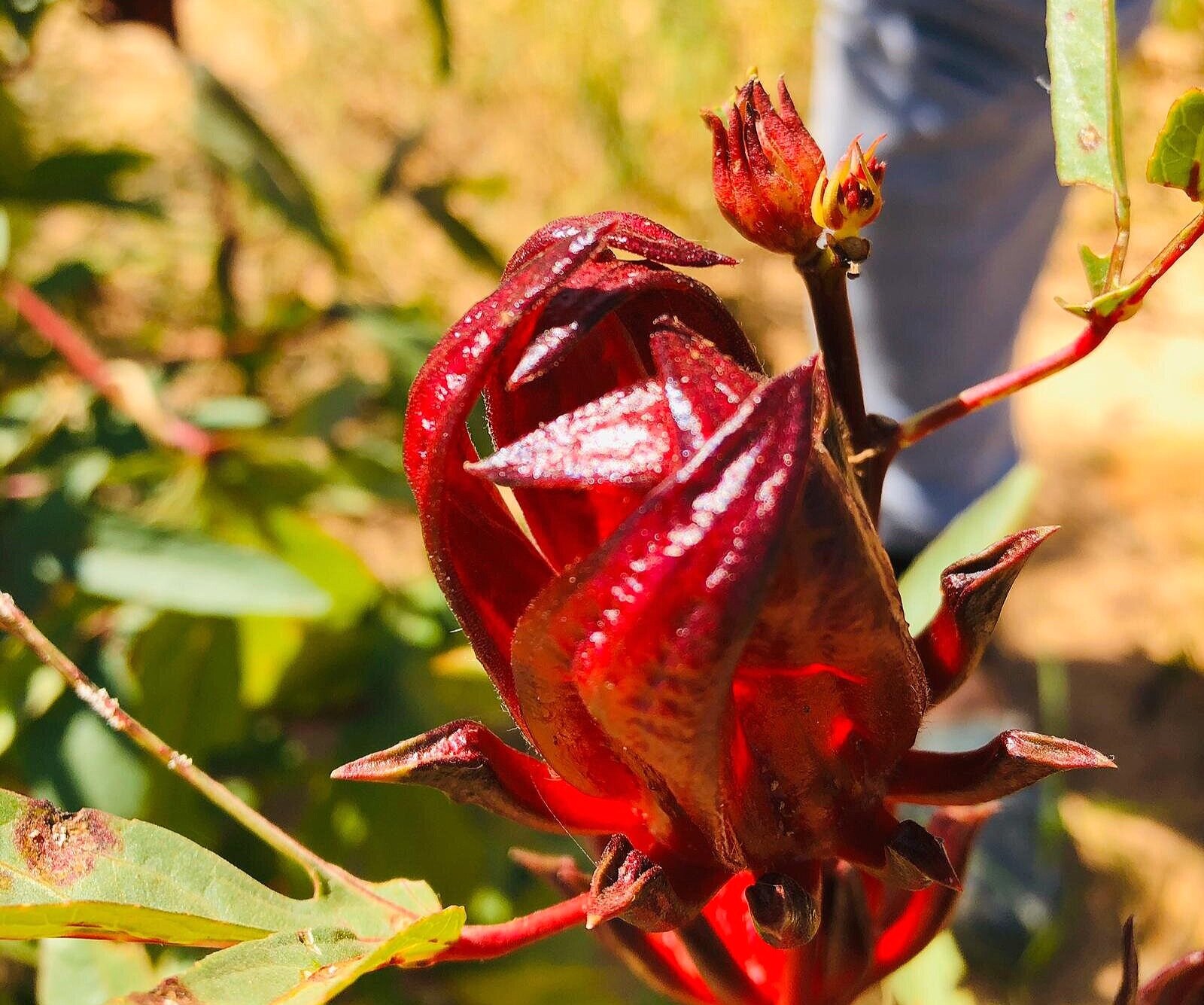 Fresh hibiscus calyx on the plant