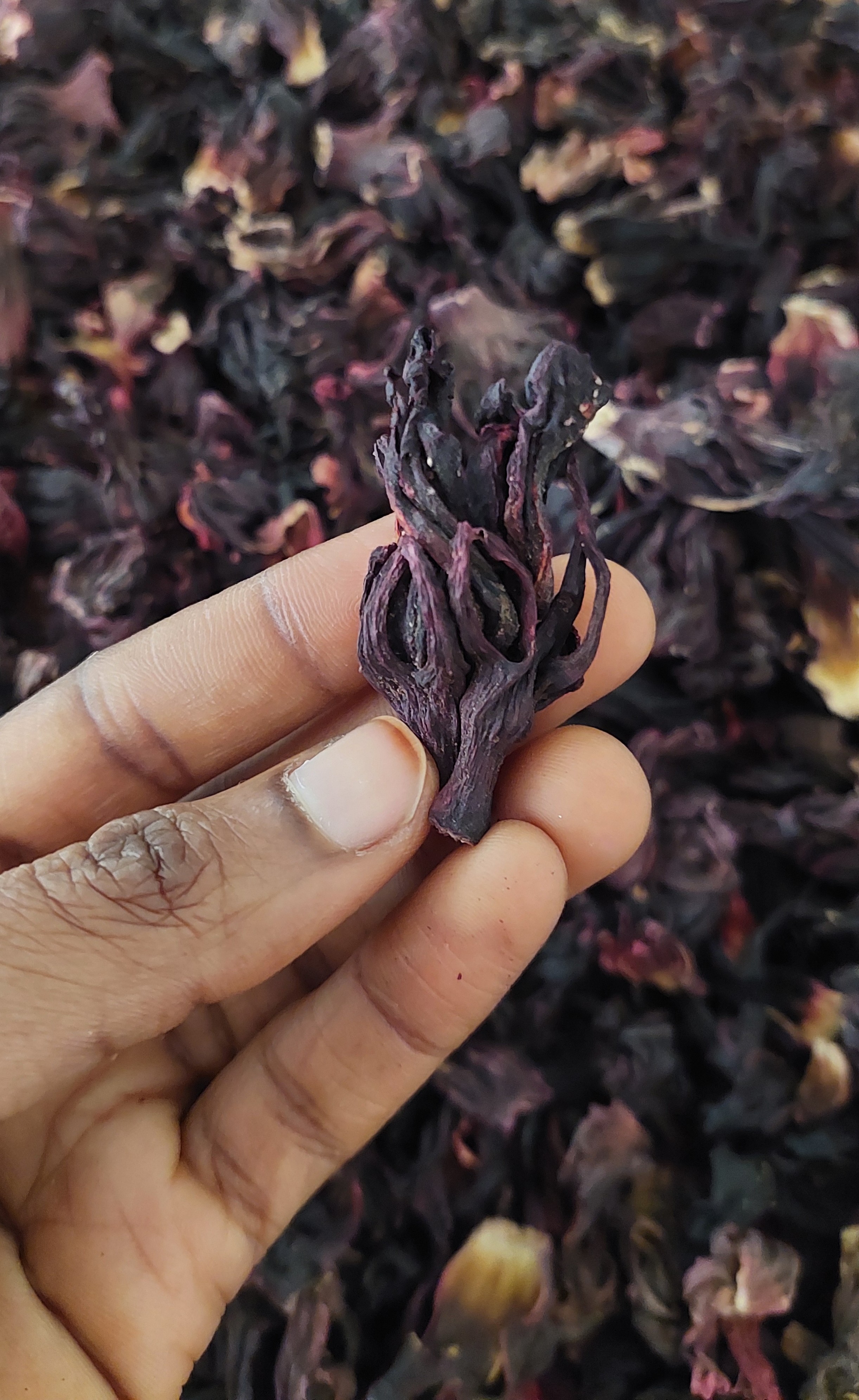 Hand holding separated hibiscus calyx