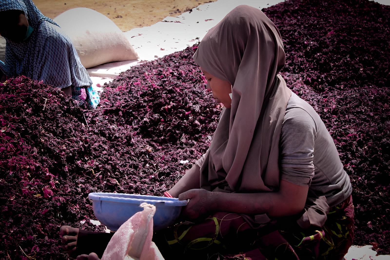 Worker sorting hibiscus flowers