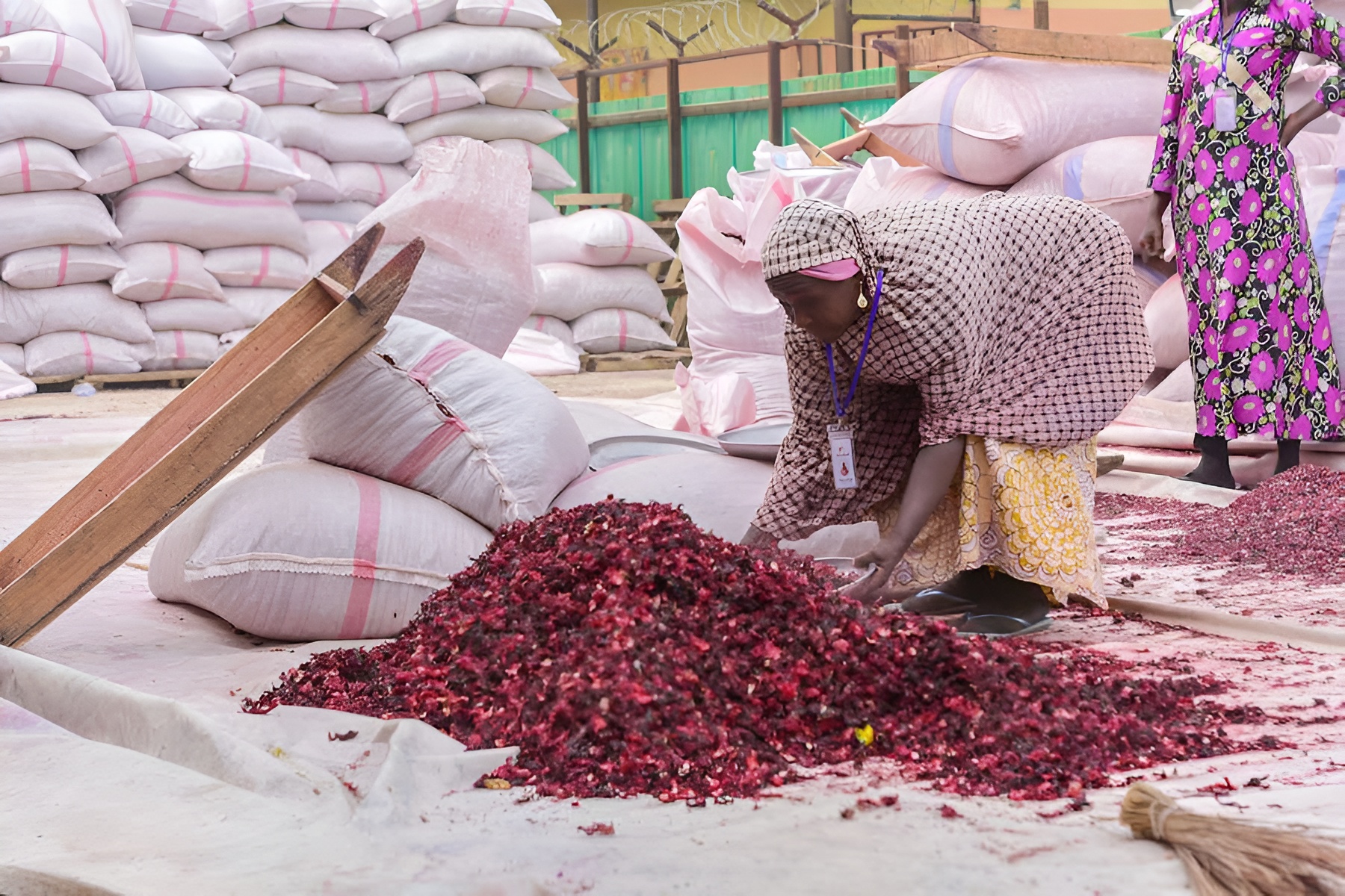 Hibiscus cleaning at warehouse