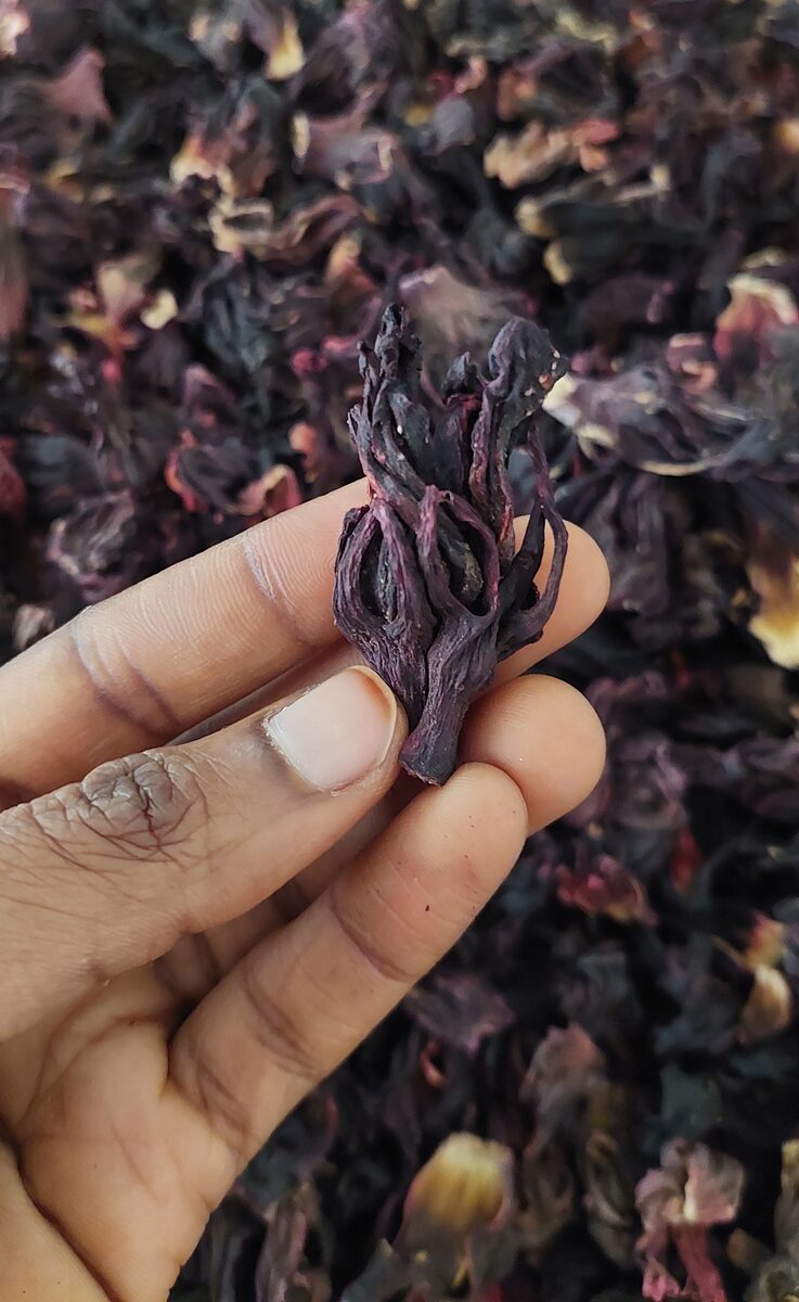 Close-up of deep red dried hibiscus calyces
