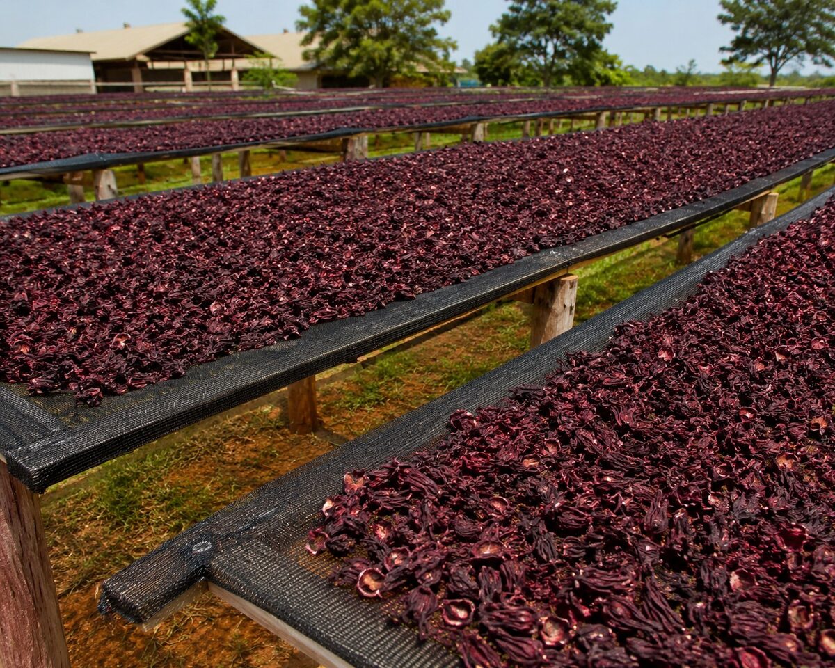 Outdoor temperature conditions affecting hibiscus drying