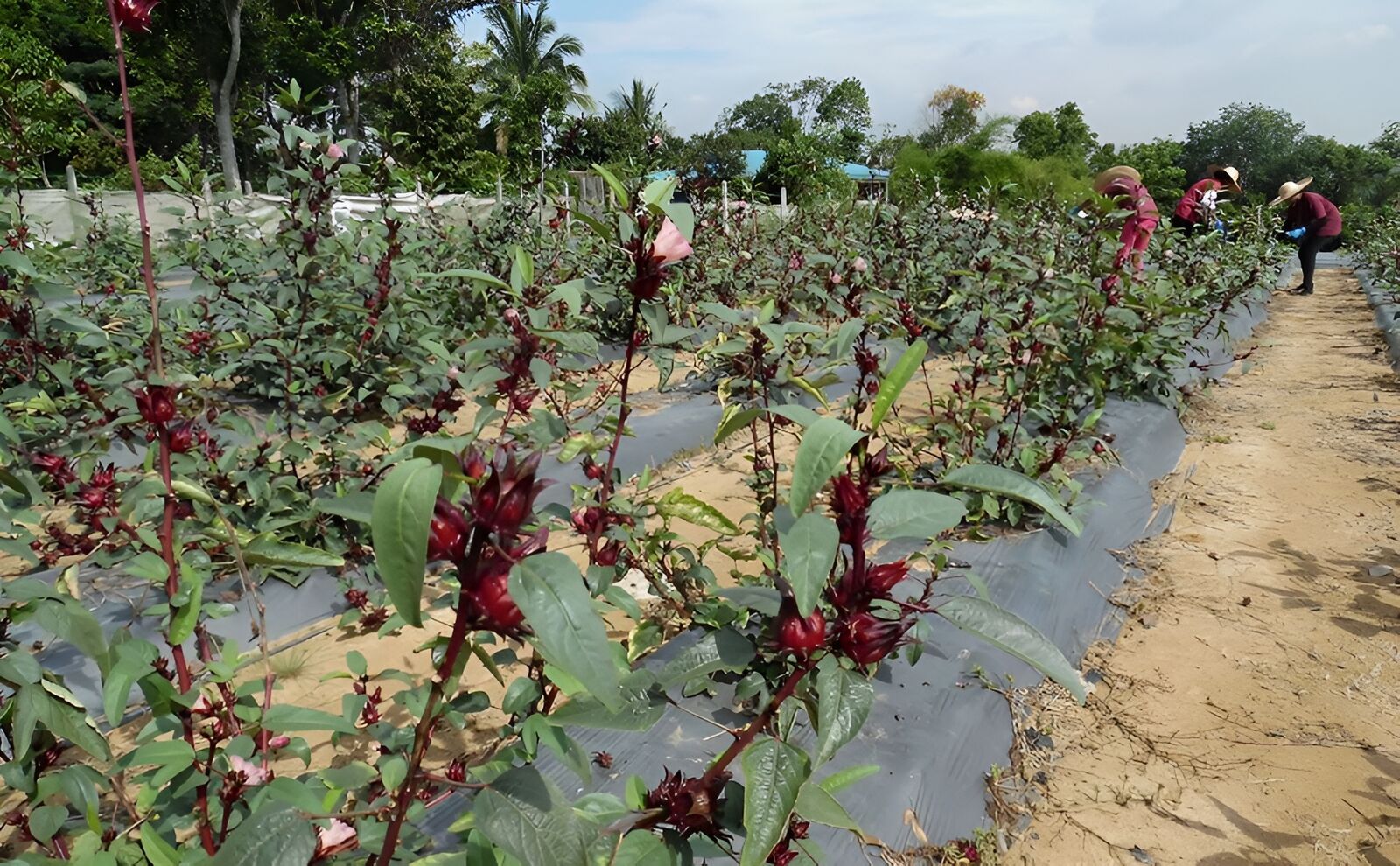 Hibiscus farm at sunset